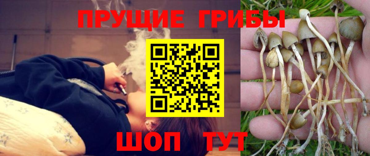Галлюциногенные грибы GOLDEN TEACHER  как найти   Десногорск  Вход с VPN 